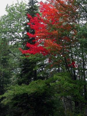 This tree was GORGEOUS