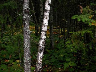 u43/cbowker/medium/33523798.woodsofjmsp.jpg