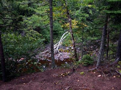 u43/cbowker/medium/33523799.woodsofjmsp2.jpg