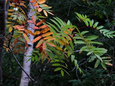 u43/cbowker/medium/33523801.woodsofjmsp4.jpg
