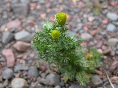 u43/cbowker/medium/33541061.bud.jpg