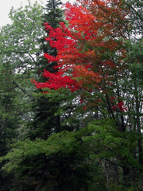 This tree was GORGEOUS