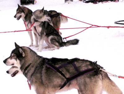 SledPullingDogs