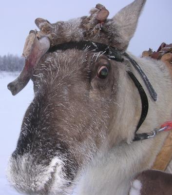 KissingReindeer