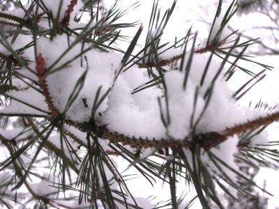Snow Needles