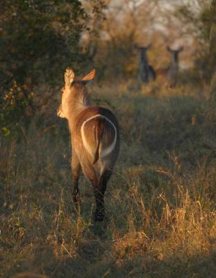 Waterbuck in late afternoon.jpg