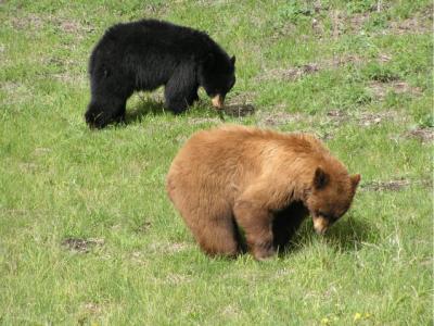 Black bear couple