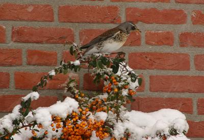 Fieldfare