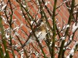 Fieldfare