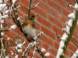 Fieldfare