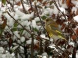 European Greenfinch