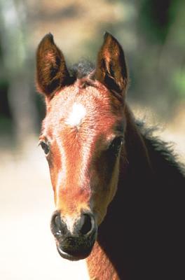 foal head study - arabian horse colt - at Ralvon Stud