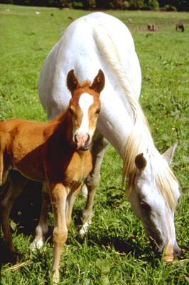 arabian mare and foal at Ralvon Stud