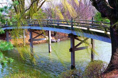 Japanese Bridge, Botanic Gardens