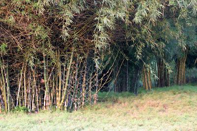 Bamboo