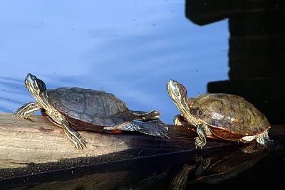Basking Under The Sun