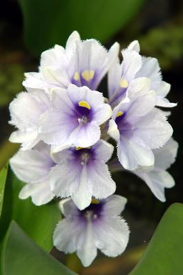 Flower 1
