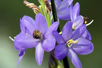 Flower 3 with Bee