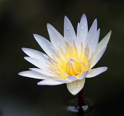 Flower 4