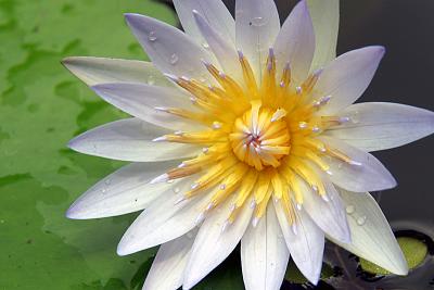Flower 5