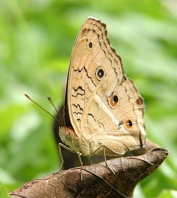 Camouflage 2 - Junonia Almana Javana (Peacock Pansy)