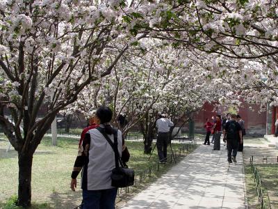 Cherry Blossom at the Fasting Palace
