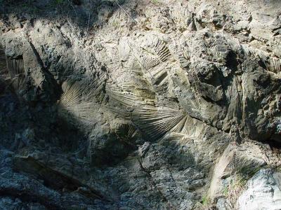 Fossil ferns