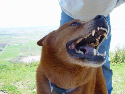 Jill teeth
