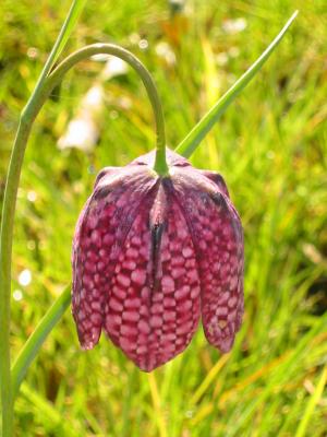 Fritillary