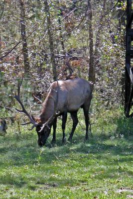 Elk in Colorado 2004