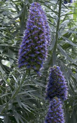 Pacific Palasades Flowers - 4/04