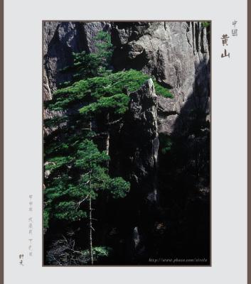 pine 04.jpg