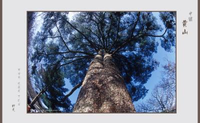 pine 08.jpg