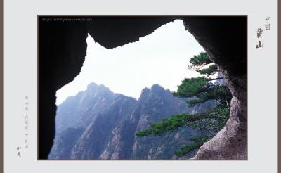pine 09.jpg