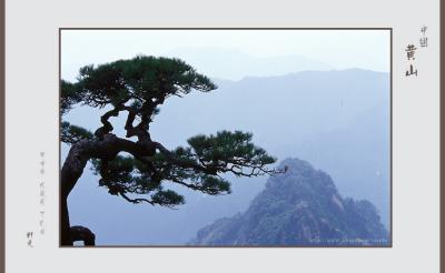 pine 10.jpg