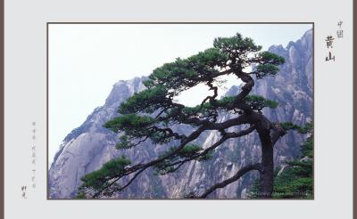 pine 12.jpg