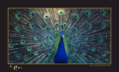 bird 02.jpg
