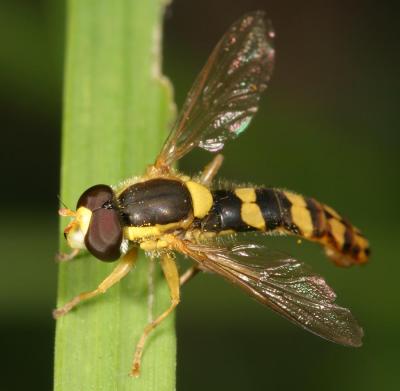 CRW_1633_RJ.jpg