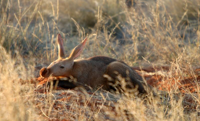 Young aardvark