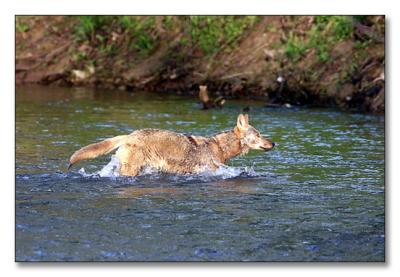 coyote fording