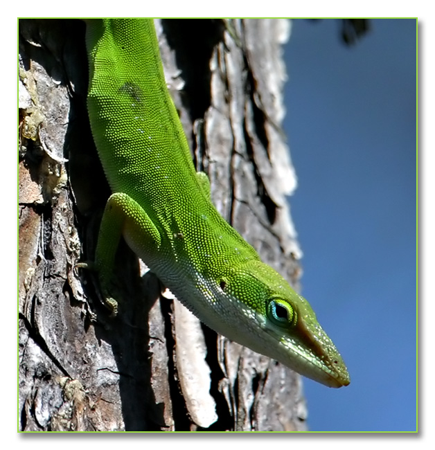 chameleon florida