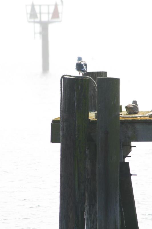 Mist, Bodega Bay