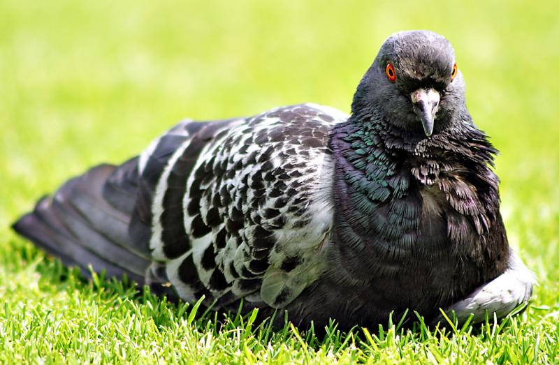 Pigeon, Paris