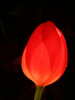 March 2  2005:  A Tulip for Linda