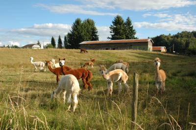 Llama group.jpg