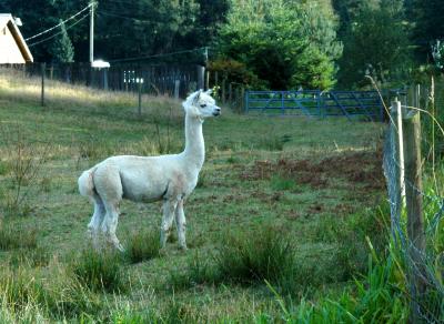 White Llama.jpg