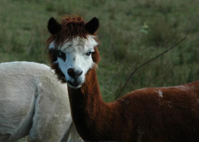 White faced Llama.jpg