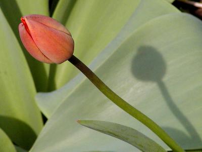 Tulip Shadow