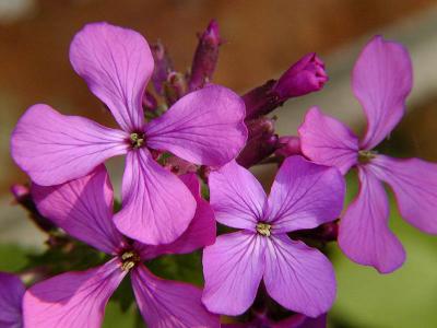Purple Money Plant