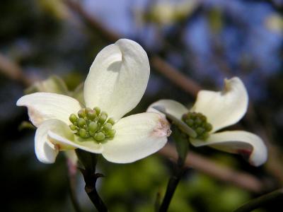 Dogwood 2